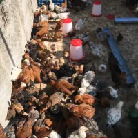 نیمچه ۲ ماهه گلپایگان اصلاح نژاد شده
