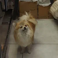 پامرین خرسی عروسکی باردار سایز ریز