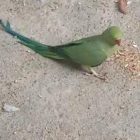 طوطی ملنگو ماده|پرنده|اردبیل, |دیوار