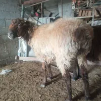 فروش ۱ راس بره نر چاق|حیوانات مزرعه|گنبد کاووس, |دیوار