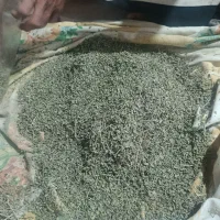 آویشن کوهی. اصفهان