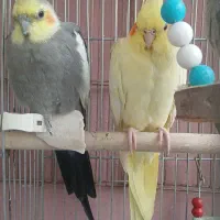 عروس طوطی مولد‌