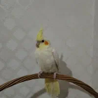 فروش دو عدد عروس هلندی لوتینو زعفرانی|پرنده|ماکو, |دیوار