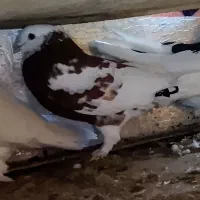 کبوتر