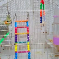 چیکو|پرنده|بروجرد, |دیوار