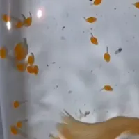 کت پوزه بوته ای بک بندی