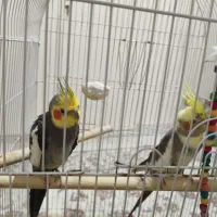 دو عدد عروس هلندی نر و ماده