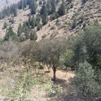زمین زراعی با بنای احداثی (ساختمان گاوداری )|فروش خانه و ویلا|رودبار, |دیوار