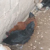 مرغ مرندی ،محلی ، لهستانی|حیوانات مزرعه|صوفیان, |دیوار