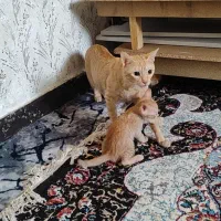 گمشده