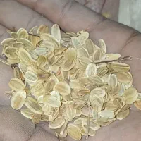 بذر انقوزه