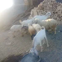 آدرس نودژ