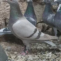 نروماده‌سوسنی پلاکی کفتر‌|پرنده|سیدان, |دیوار