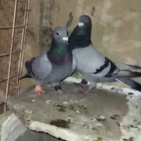 کبوتر پلاکی
