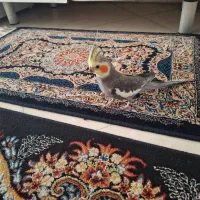 عروس هلندی نر آوازخوان