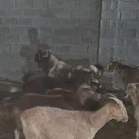 فروش بز و بره