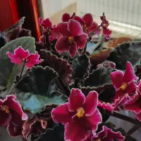 گیاهچه گل|گل و گیاه طبیعی|رشت, بلوار گیلان|دیوار