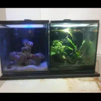 اکواریوم ابشور و پلنت