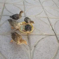 مرغ کرچ با ۷تاجوجه