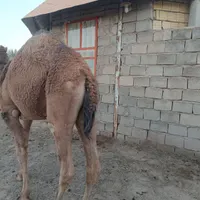 فروش شتر هاشی گهود بافق|حیوانات مزرعه|بافق, |دیوار