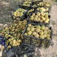 زمین کشاورزی.چاه آب سربیشه|فروش دفتر صنعتی، کشاورزی، تجاری|سربیشه, |دیوار