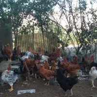 ** قو غاز اصیل ومرغ،خروس نیمچه.