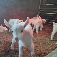 فروش فوری بزغاله نر سانن خالص