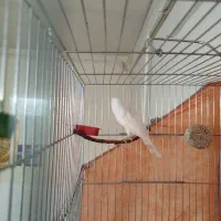 یک عدد قناری نر درشت|پرنده|بیجار, |دیوار