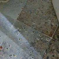 سمپاشی صدراریشه کنی موریانه|خدمات نظافت|زاهدان, |دیوار