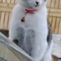 واگذاری البته اگه شرایط دارید