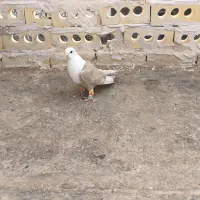 کفتر کلاغ کربلائی|پرنده|مشهد, امام خمینی|دیوار