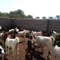 فروش دام|حیوانات مزرعه|منوجان, |دیوار