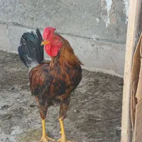 مرغ وخروس