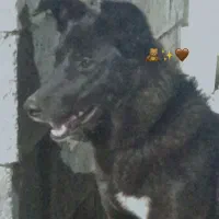 سگ ژرمن سراب و پامراشپیتز