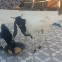 دوتا کهره نر پاکستانی گوش دراز جوان|حیوانات مزرعه|شبانکاره, |دیوار