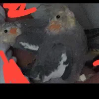 تعدادی عروس وجوجه عروس