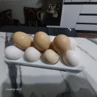 تخم مرغ بومی