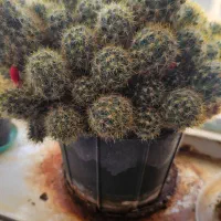 گل کاکتوس|گل و گیاه طبیعی|کاشمر, |دیوار