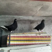 زردکرمونی وسینه جنگل وزاغ دمسفید قفس جفتگاه فروشی|پرنده|قائن, |دیوار