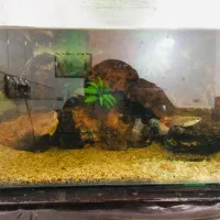 آکواریم دکور شده