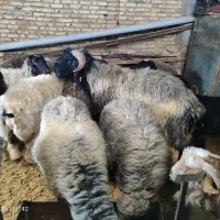 یک عدد شیشک قوچ عالی