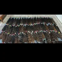 تک شعبه کامیاران