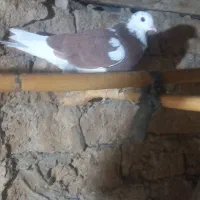 کبوتر|پرنده|گرگان, |دیوار