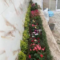 انجام خدمات باغبانی باغچه ،هرس ،کاشت|خدمات باغبانی و درختکاری|قم, شهرک قدس|دیوار