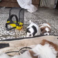 واگزاری توله شیتزو سوپرفلت|سگ|شیرگاه, |دیوار