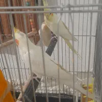 عروس هلندی مولد|پرنده|فولادشهر, مسکن مهر فولادشهر|دیوار