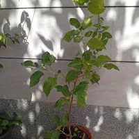 ختمی ژاپنی
