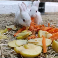 خرگوش|موش و خرگوش|سبزوار, پامنار|دیوار