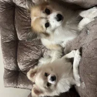 یک جفت با توله