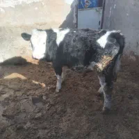 فروش گوساله|حیوانات مزرعه|رامند, |دیوار